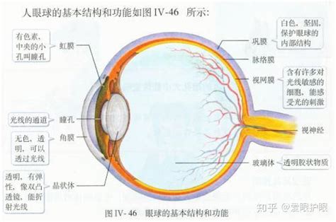 眼睛位置|爱眼护眼：眼睛结构示意图+构造详解